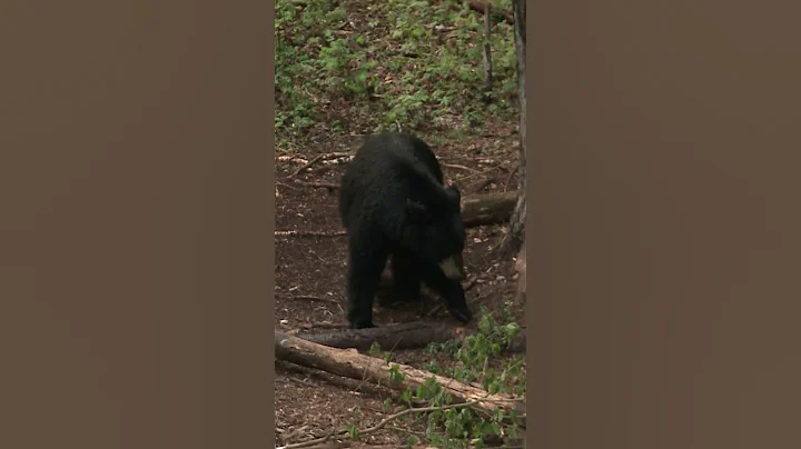 Bear FALLS out of TREE - EPIC SHOT #bear #viralvideo #wildlife #outdoors
