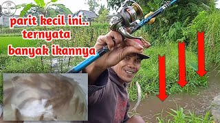 Fishing In Rice Ditches!! It turns out that the fish are abundant!!