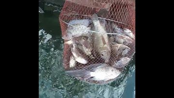 Bài mồi Câu cá rô phi cực hiệu quả