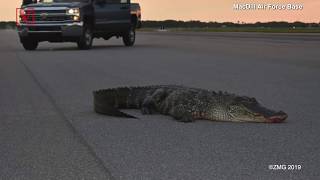 Alligator Found Blocking Runway on Florida Air Force Base