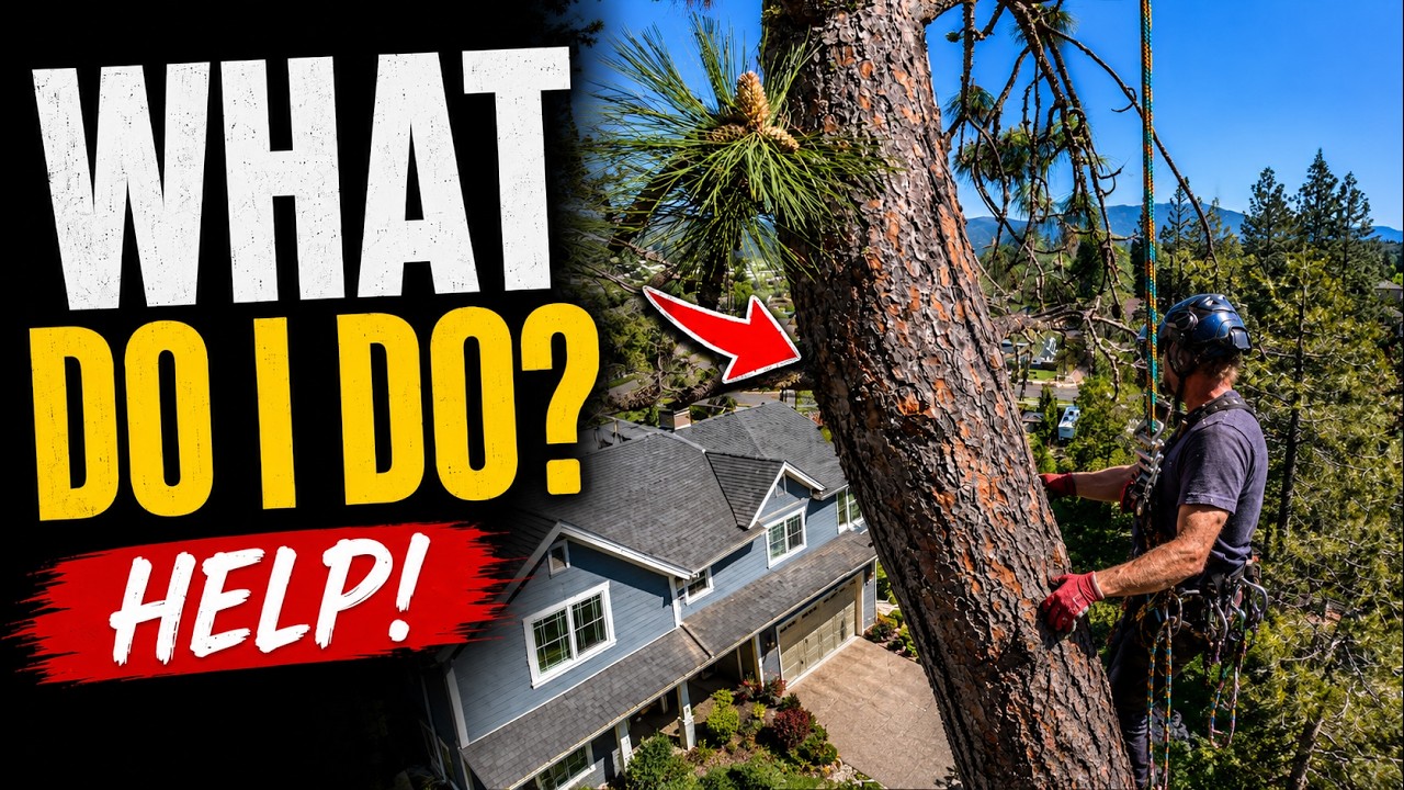 Neighbor's Tree About to CRUSH YOUR House?