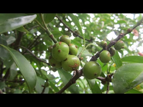 How To Grow Batwan From Seeds