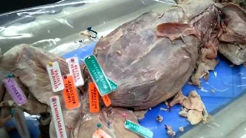 AMY 2A - Cat Dissection Part 2