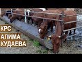Фермерское хозяйство Алима Кудаева.  Молочный скот. Кабардино-Балкария
