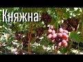 Княжна - гибридная форма винограда