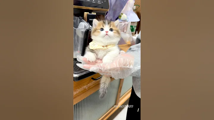 Video 11381901: cat kitten pets funny, cat kitten cute pets, cat kitten cute beautiful