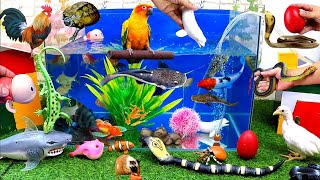 Catch Cute Animals, Rainbow Chicken, Rabbit, Turtle, Catfish, Crocodile, Snakes, Goldfish