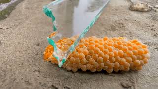 Satisfying Crushing Apple Snail Eggs Asmr Outdoor Crushing Snail Egg