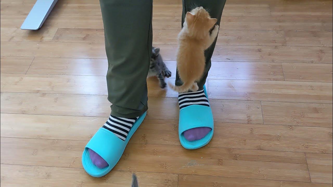Three Adorable Kittens Trying to Climb Dad's Leg YouTube
