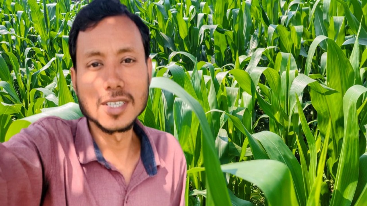 সেচ আর সার দিয়ে ভুট্টার ক্ষেতের চেহারায় বদলে গেল#villagelife #villagevlog #doyalagro 