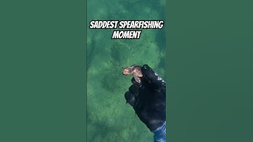 Saddest Spearfishing Moment | Baby Turtles Found Inside Fish
