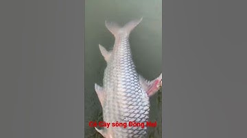 Cá Cầy, Cá Cốc sông Đồng Nai khổng lồ 10kg - Khám phá sông Đồng Nai #Shorts