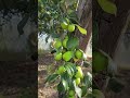 Vườn Táo, Bình Thạnh- Bình Thuận. Plum farm #vườn_táo #bình_thạnh #bình_thuận
