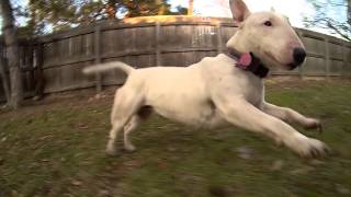 Slow Motion Bull Terrier