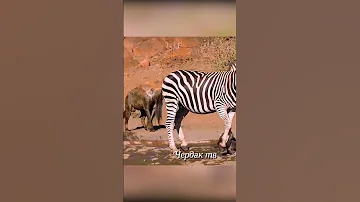 Зебра не испугалась гиен