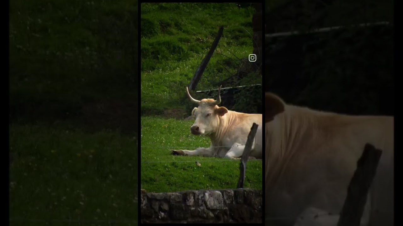 #vaca #vacas #guriezo #cantabria