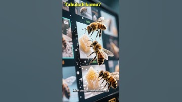 "Tahukah Kamu? Lebah Bisa Mengenali Wajah Manusia! 🐝✨"