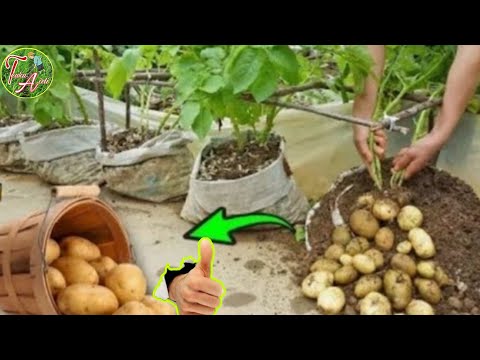 Video: Chitting Potatoes: Cara Menanam Kentang Untuk Penanaman Awal