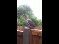 Young wood pigeon just out of the nest 2