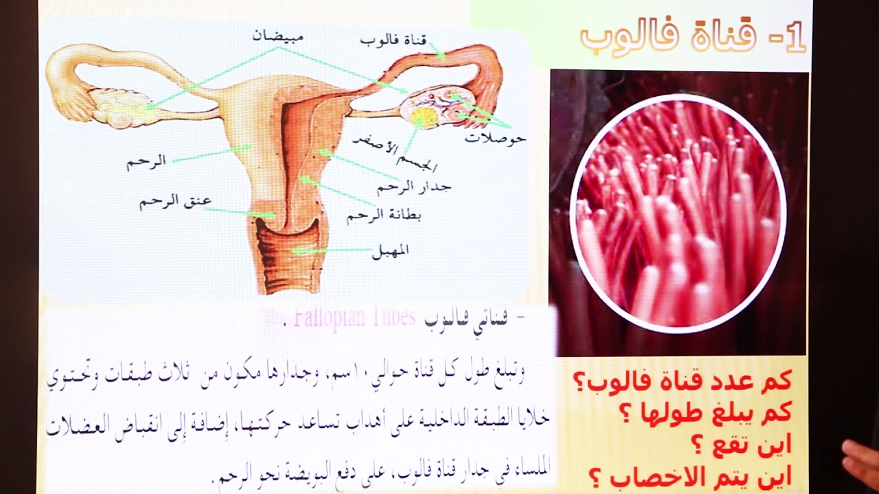 علم الأحياء | الجهاز التناسلي الانثوي | دروس الصف الثالث ثانوي قسم علمي