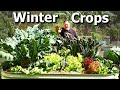 What Vegetable Crops I'm Growing and Sowing NOW in WINTER Garden