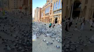 Feeding the Birds in Makkah 🕊️ | Islamic Short
