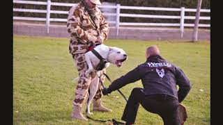 Argentino Dogo: FRODO LA ROSA DE INCA