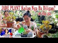 TANONG NG KARAMIHAN, KELAN BA DAPAT DILIGAN SI JADE PLANT at iba pa || by: KABAYAN AMOR