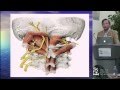 An Anatomical Tour of the Craniocervical Junction