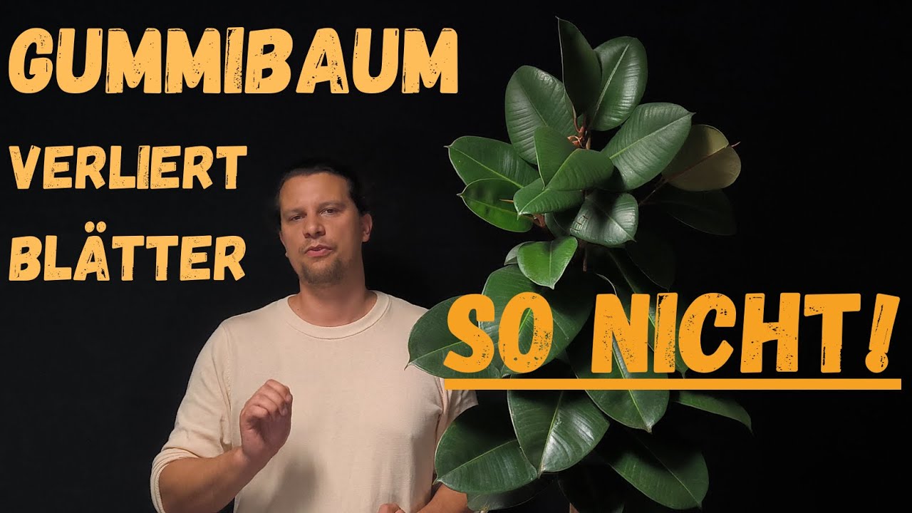 Gummibaum verliert Bltter? Neues Wachstum anregen!