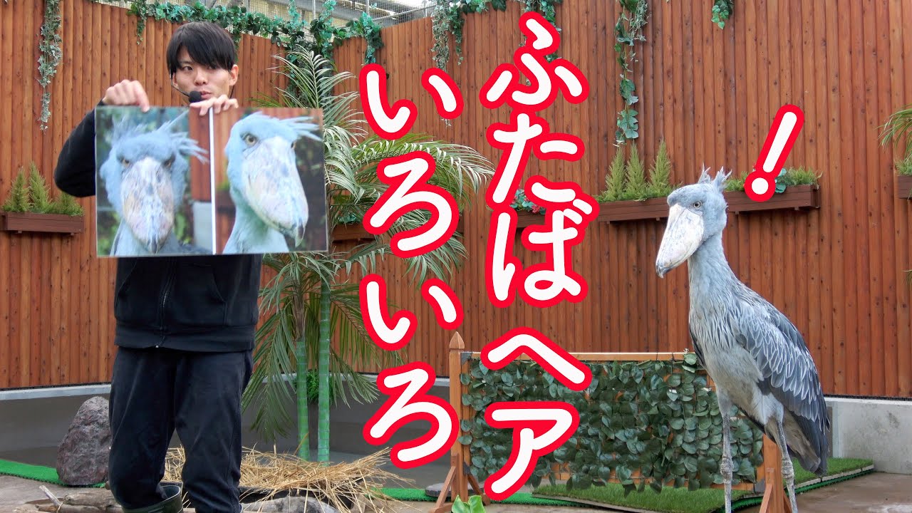 ハシビロコウのふたば、大好きなお兄さんとのスペシャルイベント3☆お