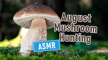 RELAXING Mushroom Hunting ASMR | Foraging Mushrooms in August 2024 | Boletus edulis and other FUNGI