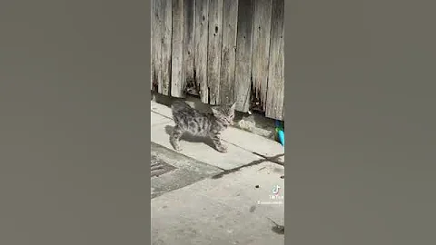 Video 4476541: cats catlovers meowing, meow catlover cute, cat enjoying sun, little cat, cat funny animals