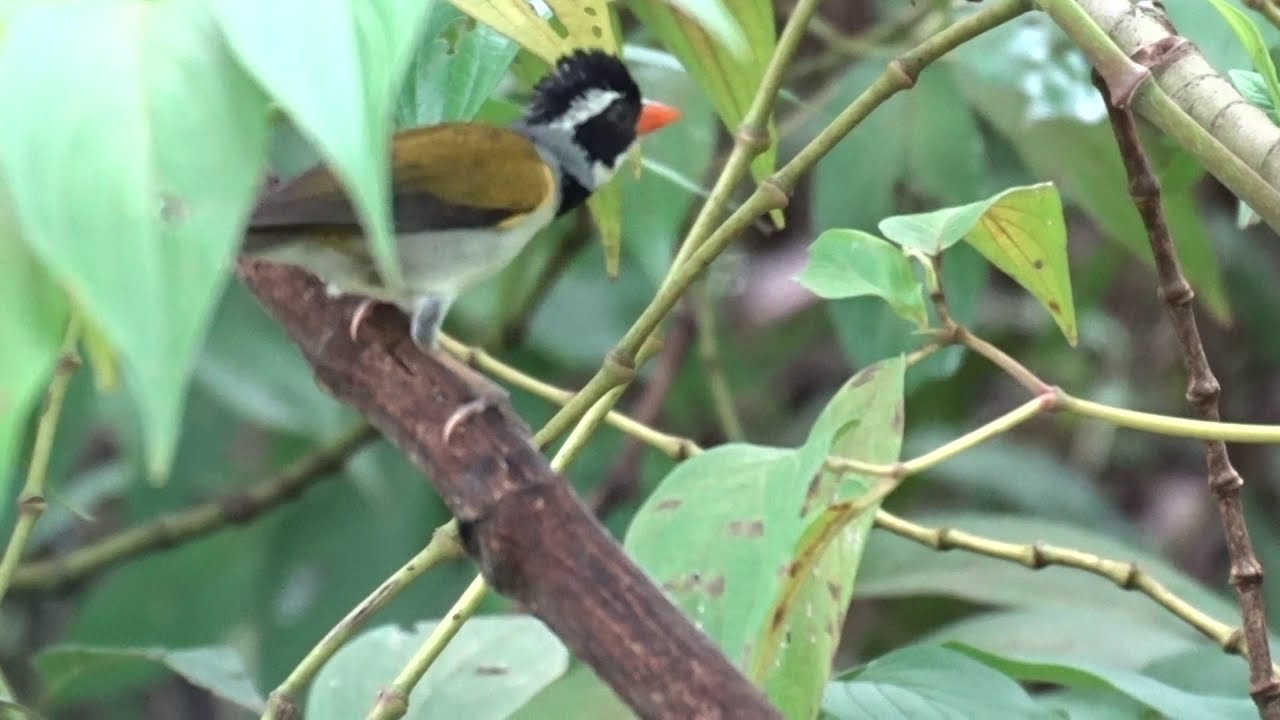 Canto Do Tico Tico Do Bico Amarelo Canto Do Tico Tico De Bico Amarelo Youtube