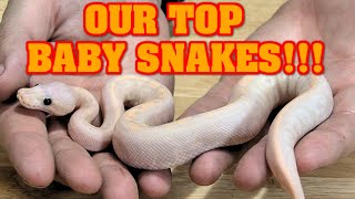 What were some of our FAVORITE BABY ball pythons!