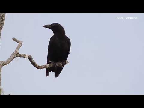 Video: Burung manakah yang mengatakan caw caw?