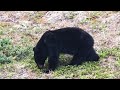 Black bear in northern alberta is pretty excited about spring april 21 2024