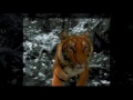 Mandalay television logo animation tiger stops