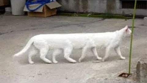 かわいい子猫かわいい