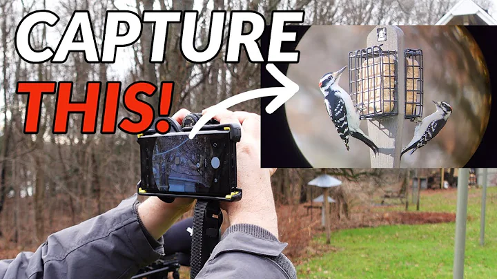 DIGISCOPING // Using your phone camera and binoculars or spotting scope to photograph birds