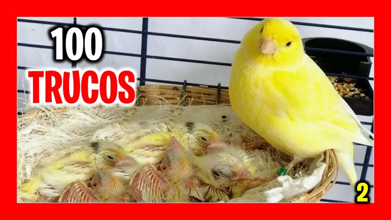 ✅ 100 ТРЮКОВ по разведению канареек Easy (Часть 2) | Как разводить канареек для начинающих