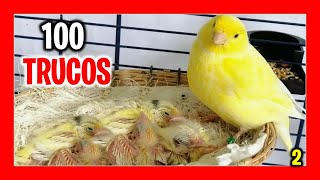 ✅ 100 TRICKS to BREED CANARIES Easy (Part 2) | How to breed canaries for beginners