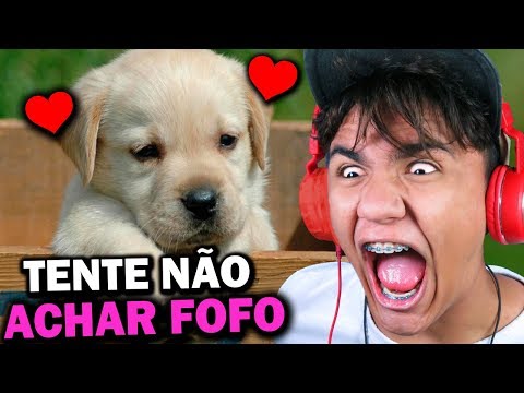 TENTE NÃO ACHAR FOFO - CACHORROS!
