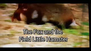 Field Hamster WINS vs. FOX fighting Must see