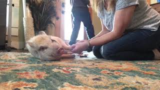 American Mini Pig Hoof Trimming