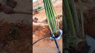 Watering the Roots: Why Desert Palm Planting Needs This Secret Step