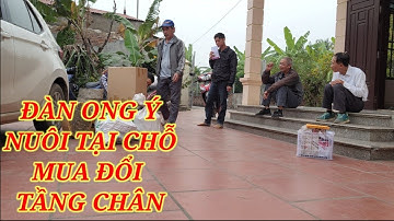 Ong ý nuôi tại chỗ