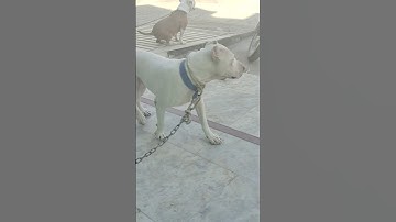 Dog#shorts  #short feed#youtube shorts#short video#ytstudio