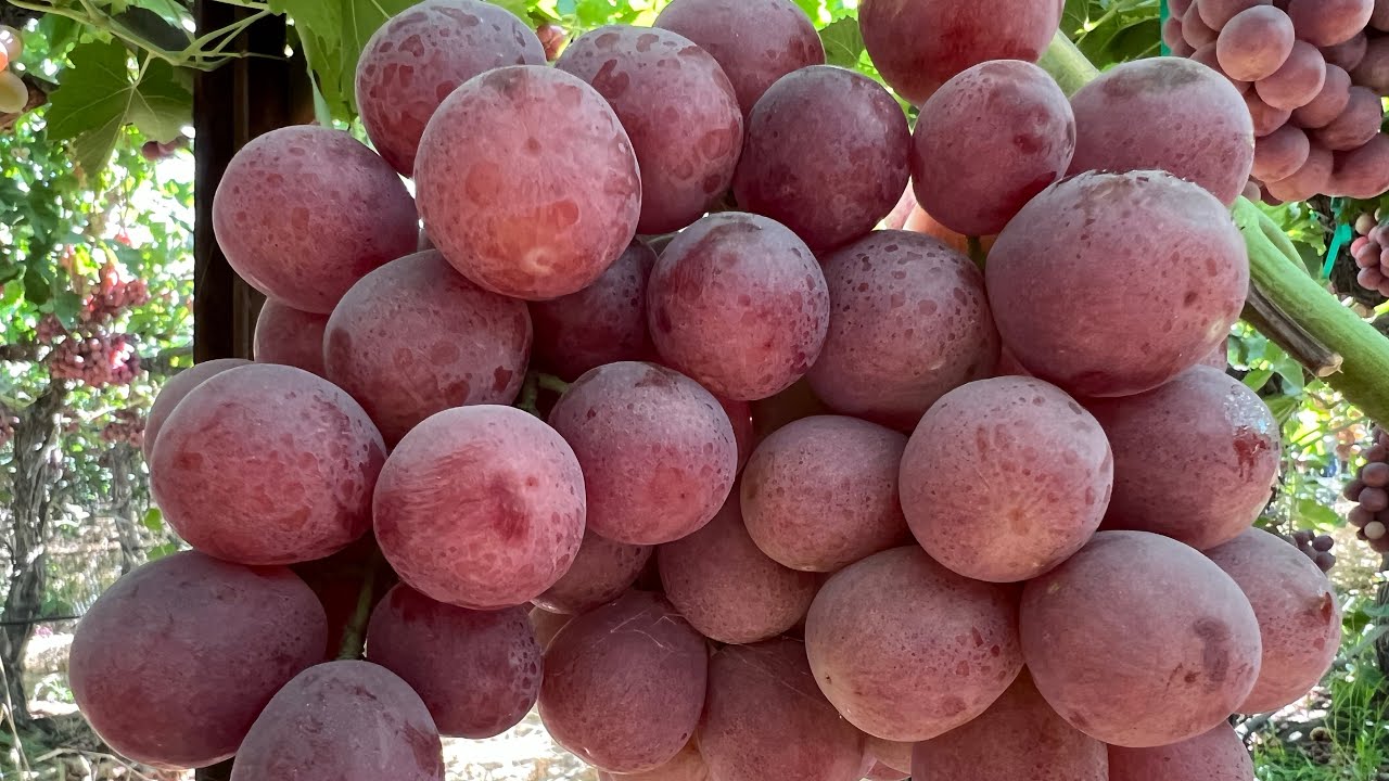 PISCA DE UVA RED GLOBE EN CALIFORNIA LA UVA MAS GRANDE DEL MUNDO #grape  #harvest - YouTube