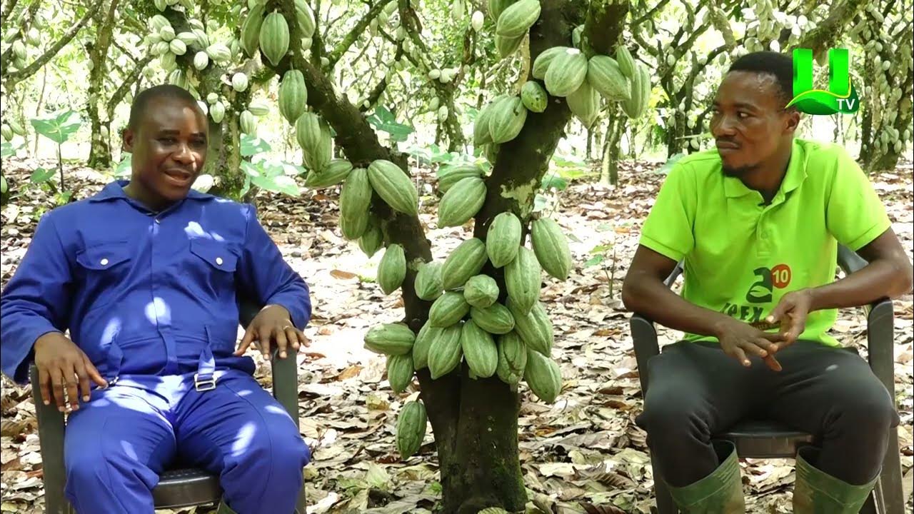 AYEKOO:  UP CLOSE WITH KWAME ALEX A COCOA FARMER AT BOMPIESO HUNI VALLEY